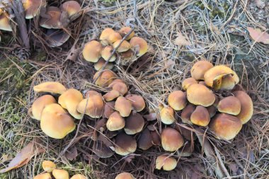 Yaz berry, doğal, organik böğürtlen