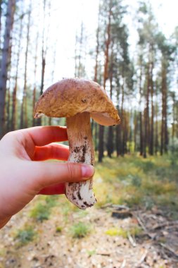 Yaz berry, doğal, organik böğürtlen