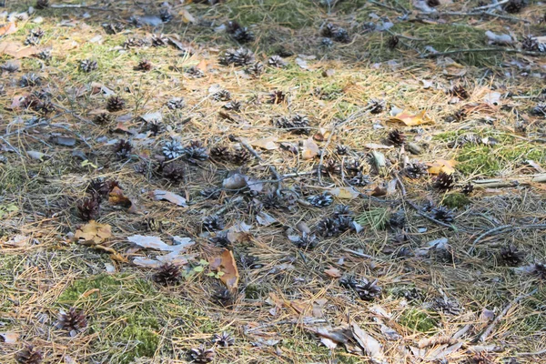 Sommerbeeren Natürliche Biologische Brombeeren — Stockfoto