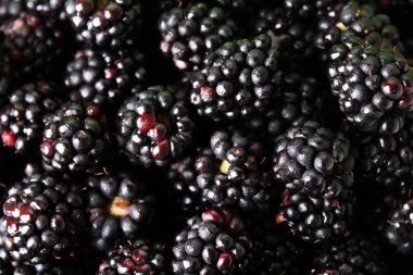 Yaz berry, doğal, organik böğürtlen