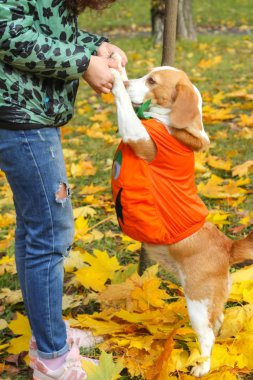 Beagle kabak kostümlü bir sonbahar Park, Cadılar Bayramı