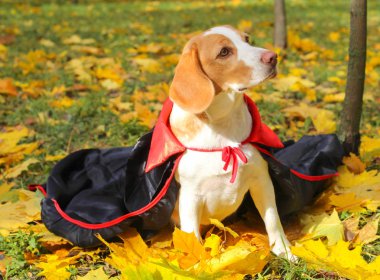 Beagle kabak kostümlü bir sonbahar Park, Cadılar Bayramı