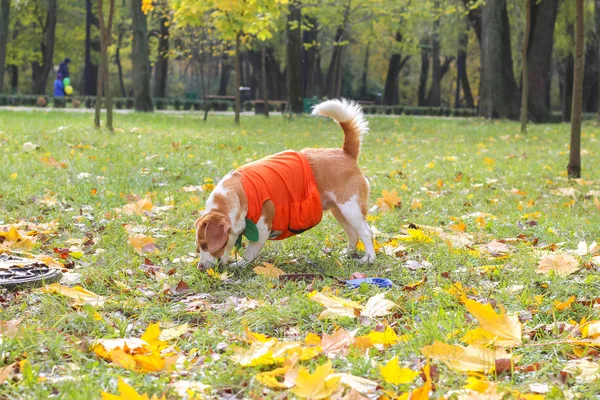 Beagle Őszi Parkban Halloween Tök Jelmez — Stock Fotó