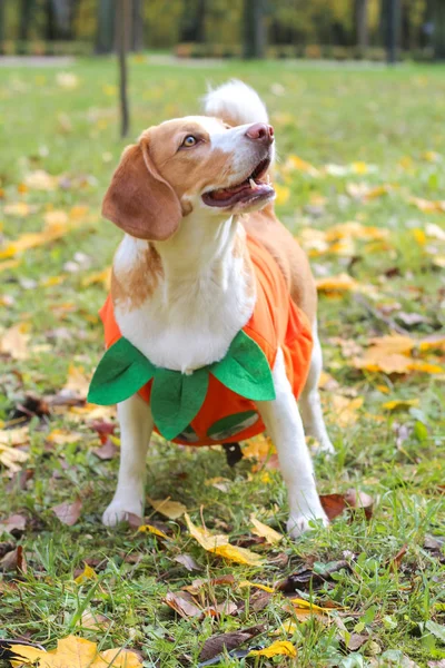 Beagle Pumpkin Costume Autumn Park Halloween — Stock Photo, Image