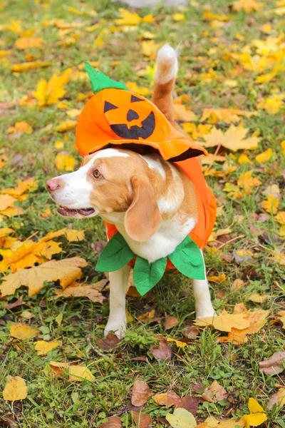 Beagle Pumpa Kostym Höst Park Halloween — Stockfoto