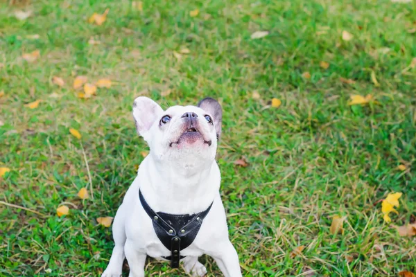 Bulldog Francese Halloween Autunno Parco — Foto Stock
