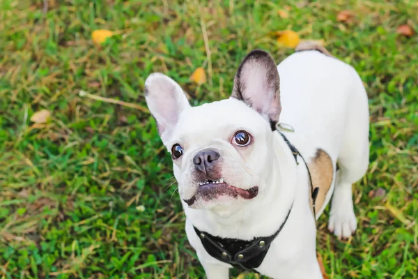Fransız buldozer Cadılar Bayramı Sonbahar Park