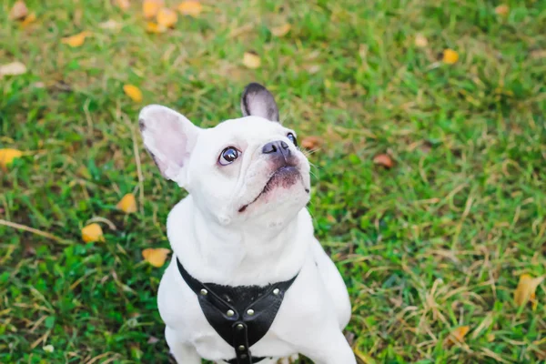 Bulldog Francês Halloween Outono Parque — Fotografia de Stock