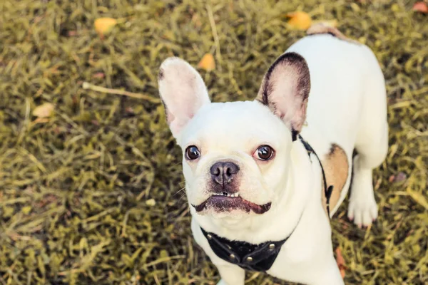 Buldog Francuski Halloween Jesień Park — Zdjęcie stockowe