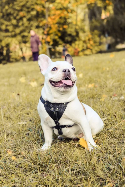 Bouledogue Français Halloween Automne Parc — Photo