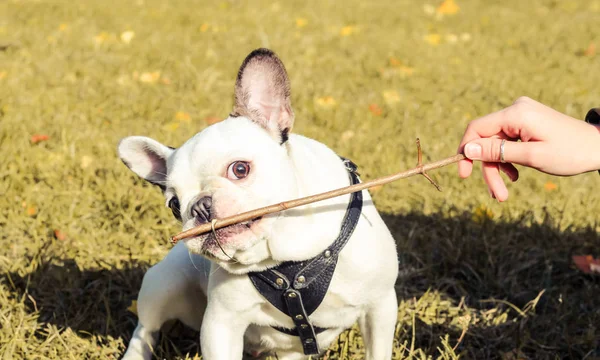 Bouledogue Français Halloween Automne Parc — Photo