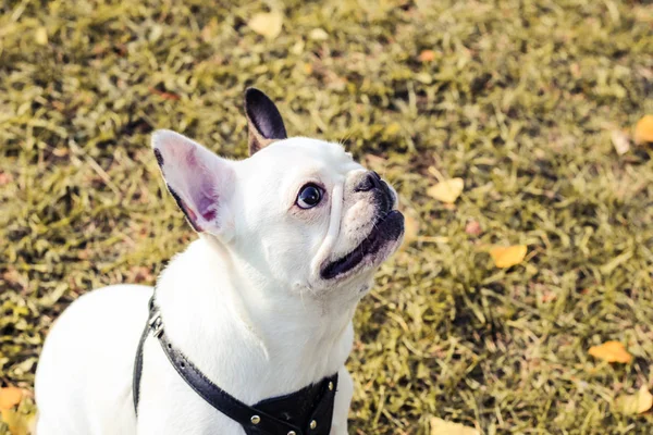 Bulldog Francês Halloween Outono Parque — Fotografia de Stock