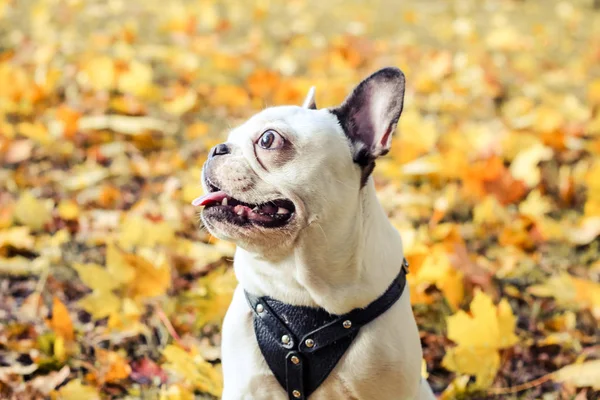 Bouledogue Français Halloween Automne Parc — Photo