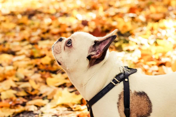 Bouledogue Français Halloween Autumn Park — Photo