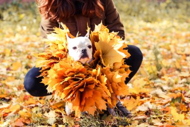 Fransız Bulldog, sonbahar, Cadılar Bayramı