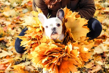 Fransız Bulldog, sonbahar, Cadılar Bayramı
