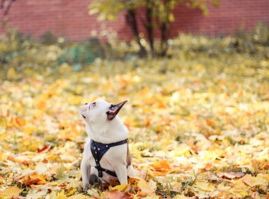 Fransız Bulldog, sonbahar, Cadılar Bayramı