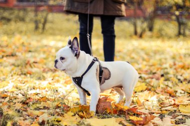 Fransız Bulldog, sonbahar, Cadılar Bayramı