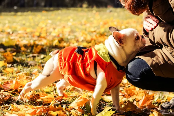 French Bulldog, Autumn, Halloween
