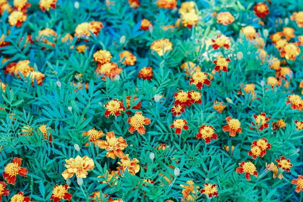 Exposición Flores Fondo Natural — Foto de Stock