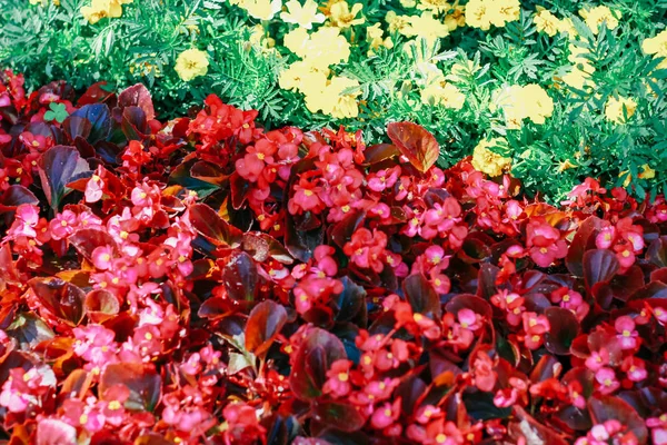 Utställning Blommor Naturliga Bakgrund — Stockfoto