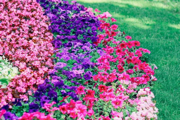 Ausstellung Von Blumen Natürlicher Hintergrund — Stockfoto