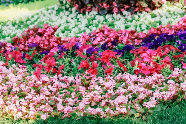 花の自然な背景の展覧会 — ストック写真