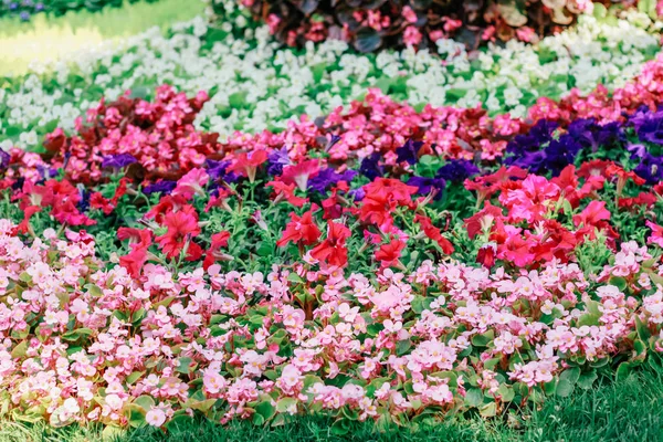 Ausstellung Von Blumen Natürlicher Hintergrund — Stockfoto