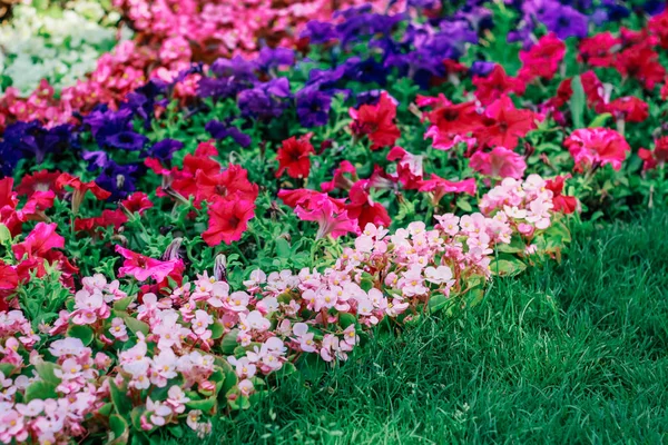 Kiállítás Virágok Természetes Háttér — Stock Fotó