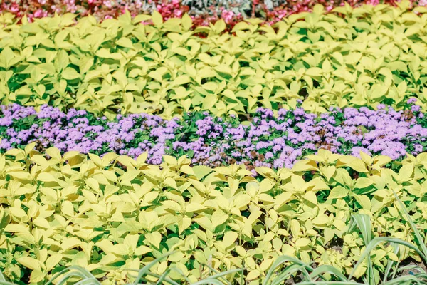Tentoonstelling Van Bloemen Natuurlijke Achtergrond — Stockfoto