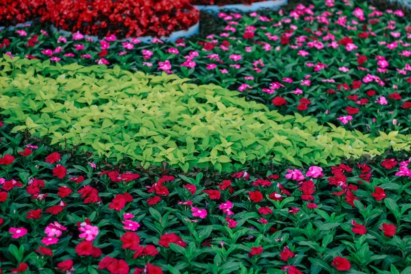 Výstava Květin Přírodní Pozadí — Stock fotografie