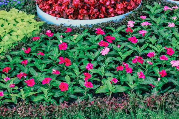 Utställning Blommor Naturliga Bakgrund — Stockfoto