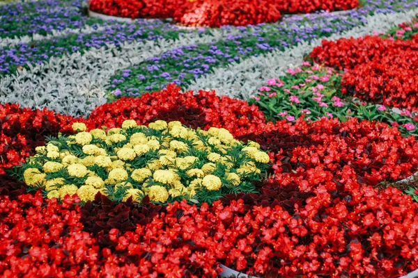 Utställning Blommor Naturliga Bakgrund — Stockfoto