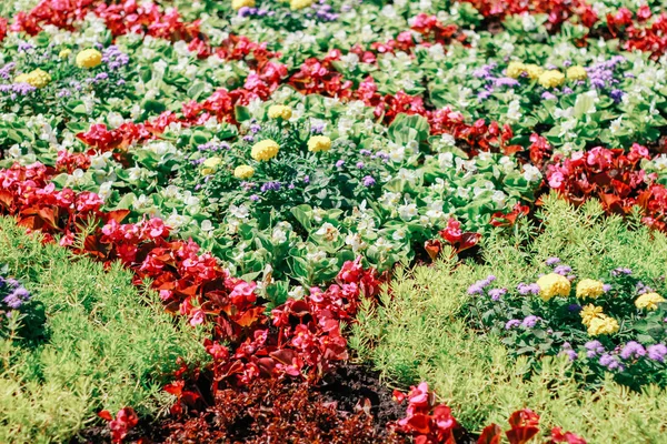 Ausstellung Von Blumen Natürlicher Hintergrund — Stockfoto