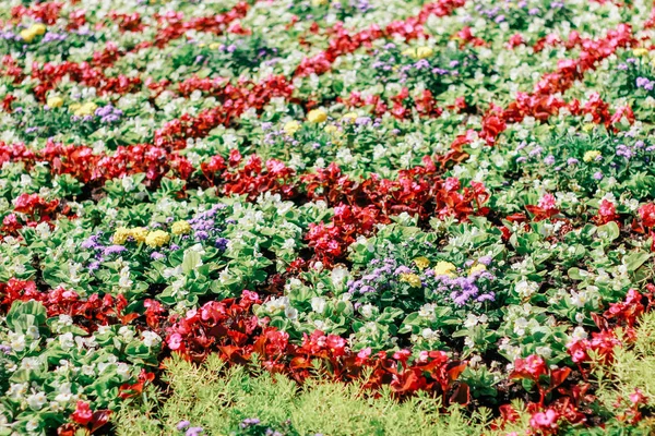 Ausstellung Von Blumen Natürlicher Hintergrund — Stockfoto