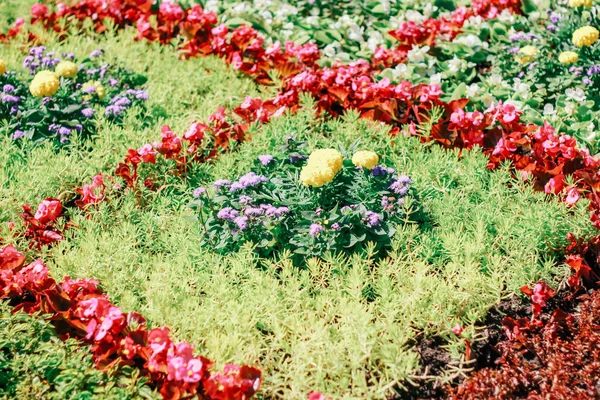 Tentoonstelling Van Bloemen Natuurlijke Achtergrond — Stockfoto