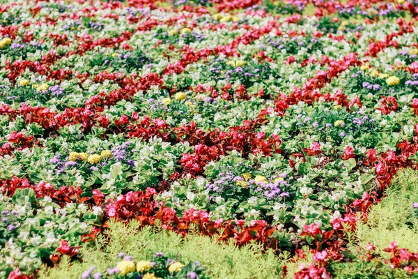 花の自然な背景の展覧会 — ストック写真