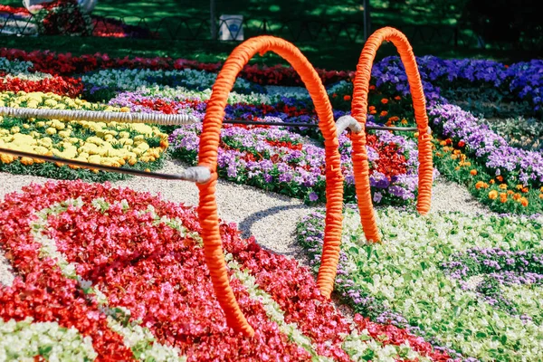 Ausstellung Von Blumen Natürlicher Hintergrund — Stockfoto