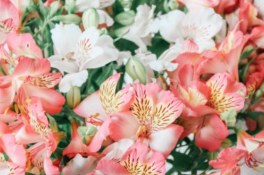  Güzel alstroemeria çiçek arka plan