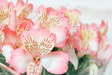  Güzel alstroemeria çiçek arka plan