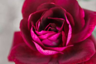 Güzel renkli gül arka plan 