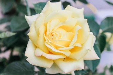 Güzel renkli gül arka plan 