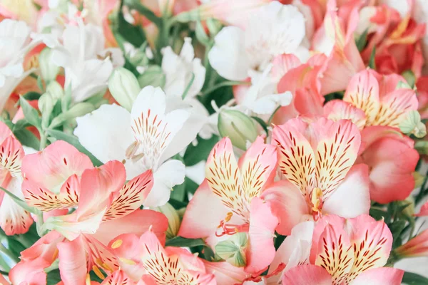 Beautiful Alstroemeria Flower Background — Stock Photo, Image