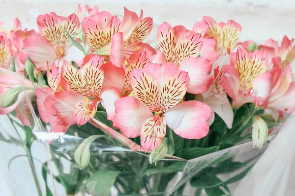 Güzel Alstroemeria Çiçek Arka Plan — Stok fotoğraf