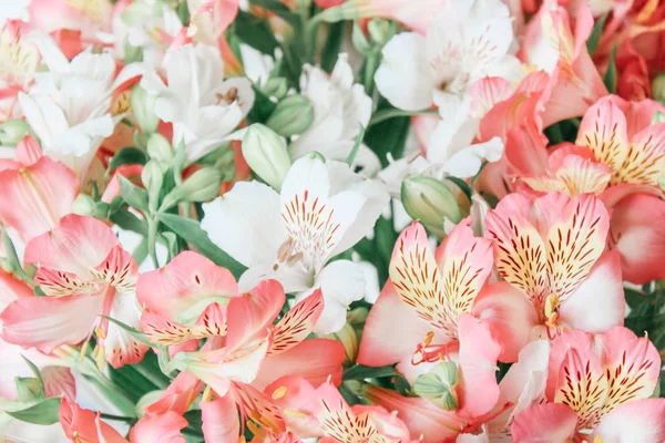 Bela Flor Alstroemeria Fundo — Fotografia de Stock