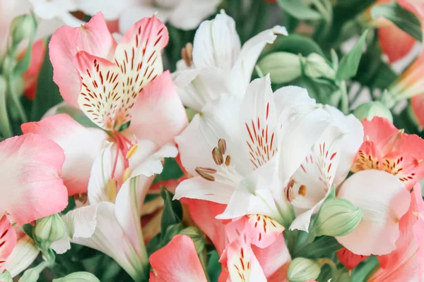 Vackra Alstroemeria Blomma Bakgrund — Stockfoto