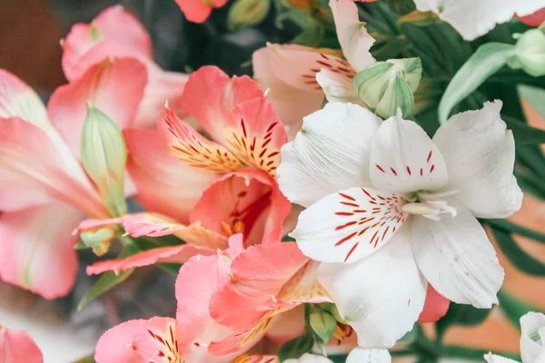 Hermosa Alstroemeria Flor Fondo —  Fotos de Stock