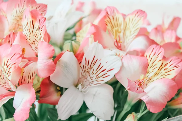 Vackra Alstroemeria Blomma Bakgrund — Stockfoto