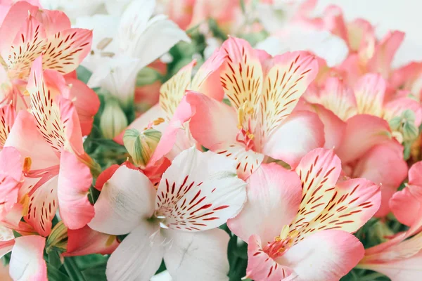 Vackra Alstroemeria Blomma Bakgrund — Stockfoto