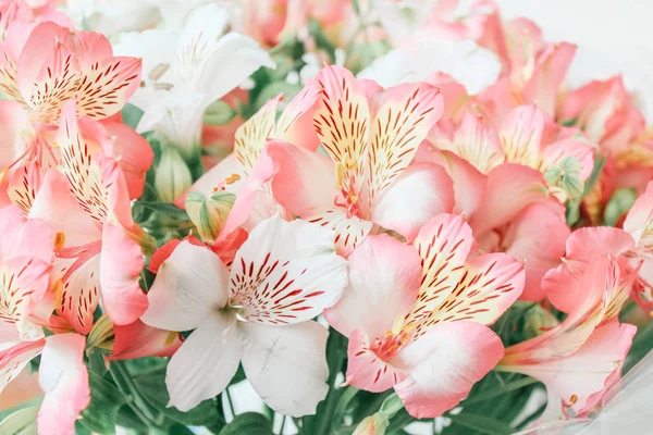 Vackra Alstroemeria Blomma Bakgrund — Stockfoto